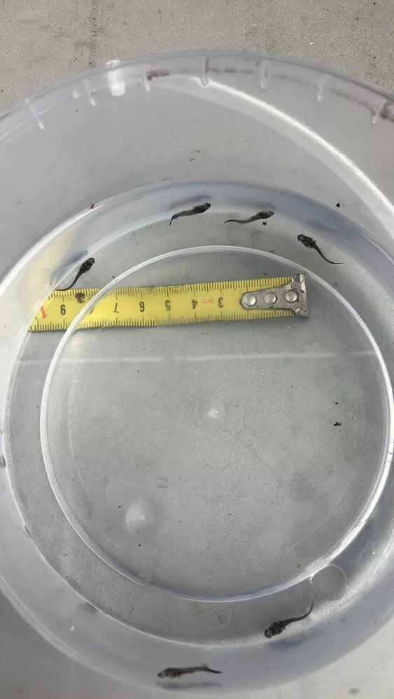 Принимаю заказ на малек осетра, малек стерляди