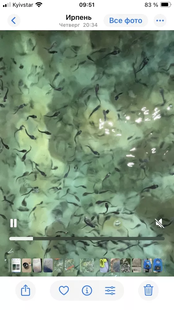 Принимаю заказ на малек осетра, малек стерляди 2