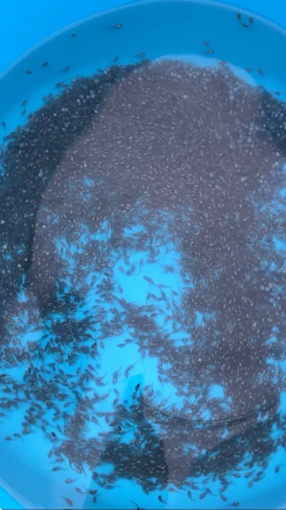 Принимаю заказ на малек осетра, малек стерляди 3