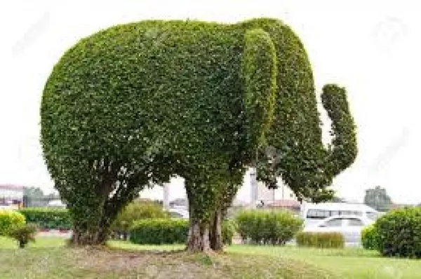 Декоративна стрижка туй — надаємо саду ідеальної форми! 2