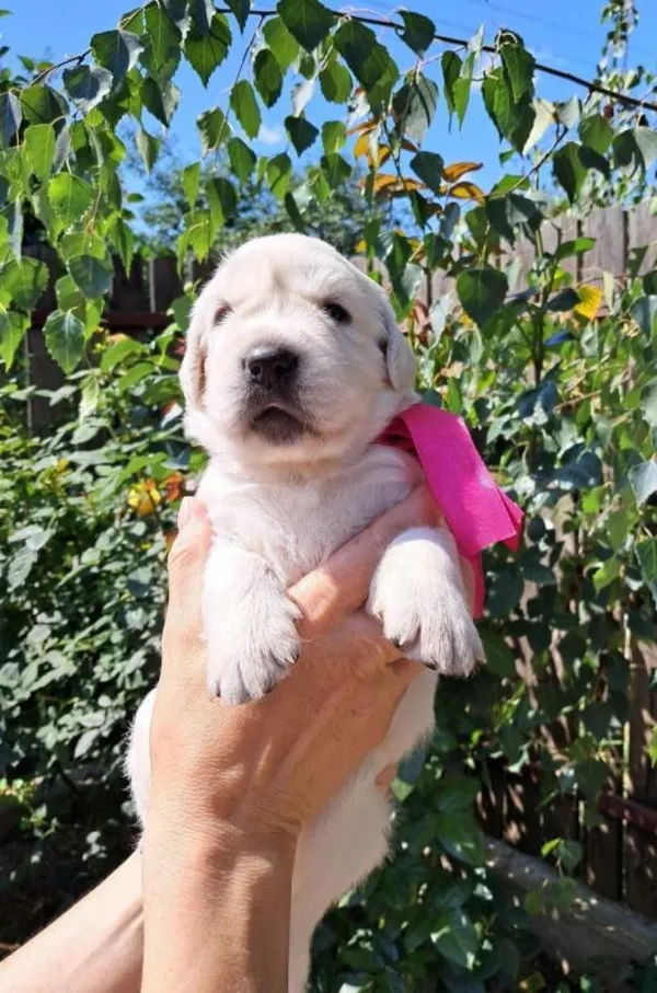 Золотистого ретрівера цуценята Ot Bahur