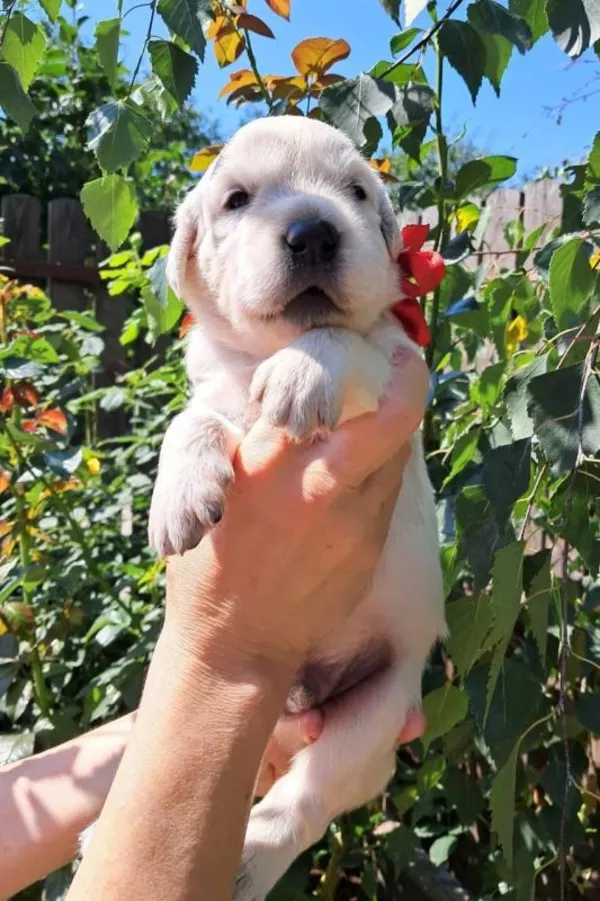 Золотистого ретрівера цуценята Ot Bahur 2