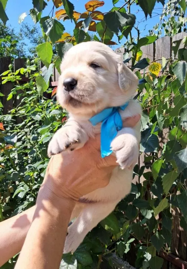 Золотистого ретрівера цуценята Ot Bahur 3