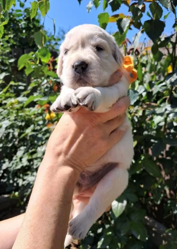 Золотистого ретрівера цуценята Ot Bahur 4