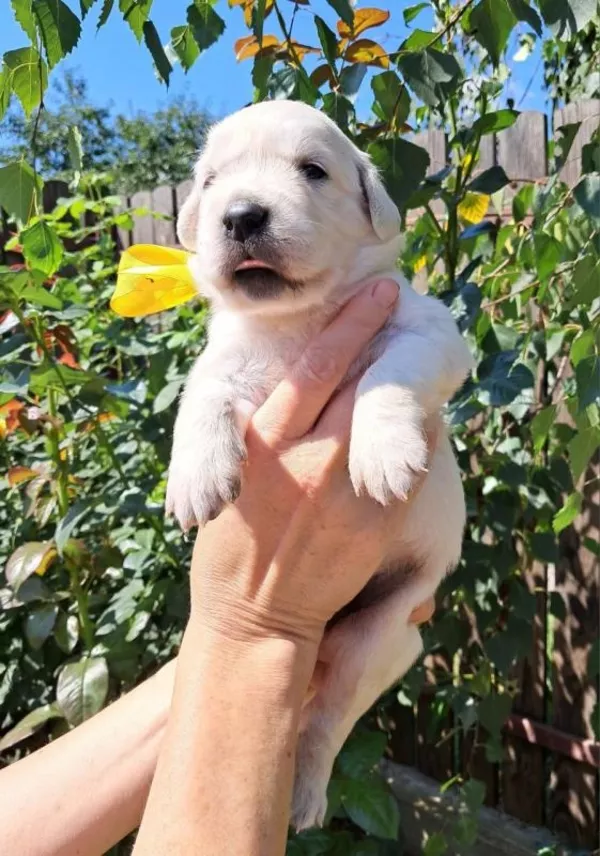 Золотистого ретрівера цуценята Ot Bahur 5