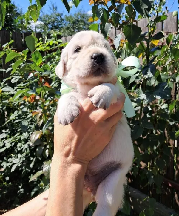 Золотистого ретрівера цуценята Ot Bahur 6