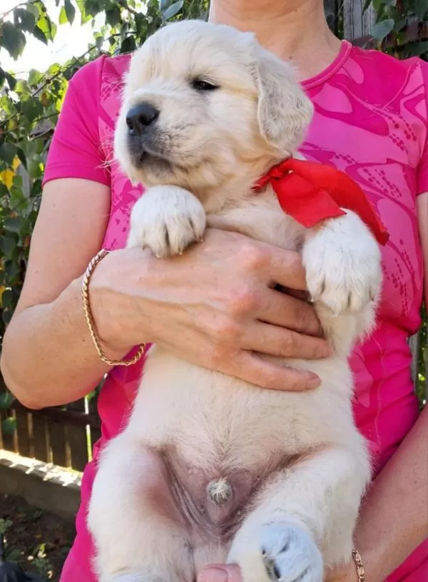 Ot Bahur цуценята золотистого ретрівера. 2