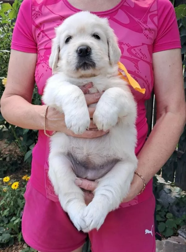 Ot Bahur цуценята золотистого ретрівера. 3