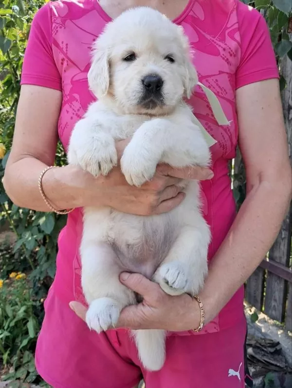 Ot Bahur цуценята золотистого ретрівера. 4