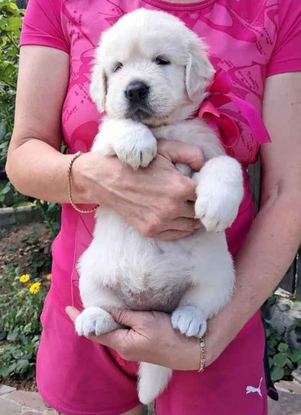 Ot Bahur цуценята золотистого ретрівера. 5