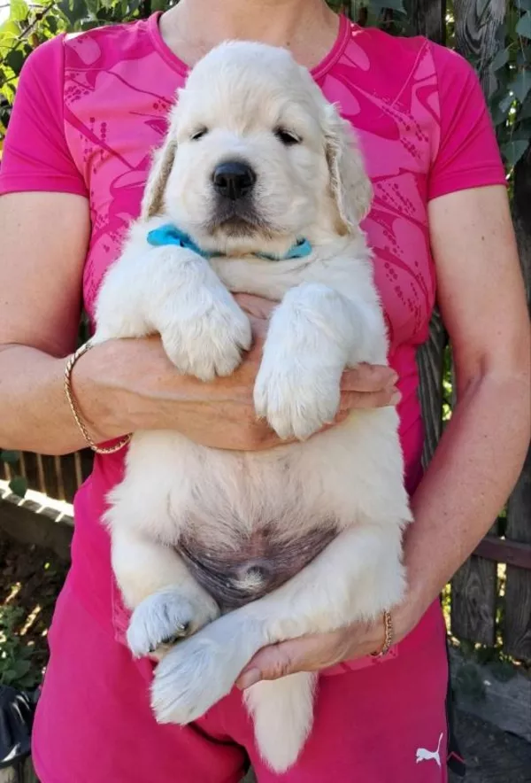 Ot Bahur цуценята золотистого ретрівера. 6