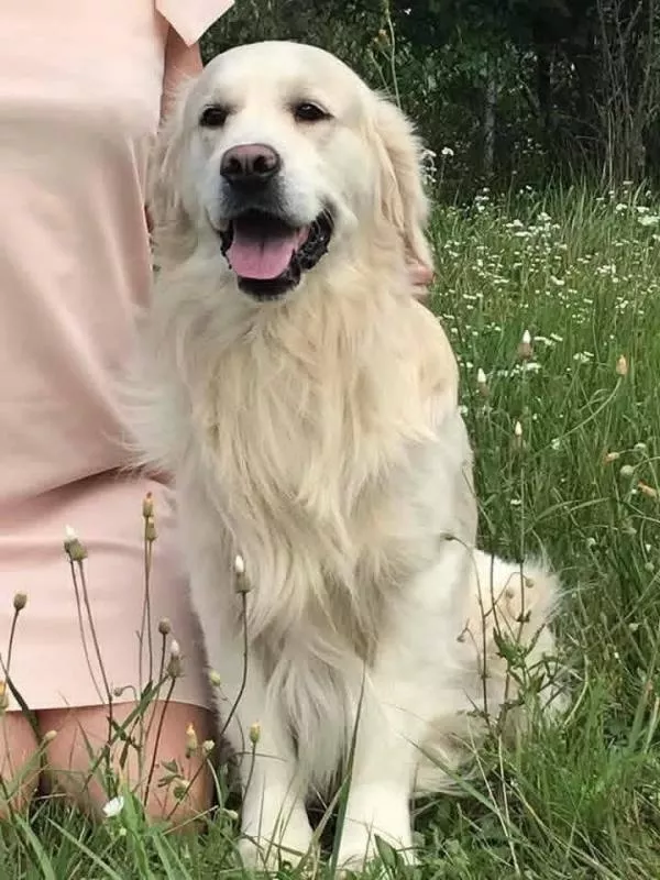 Ot Bahur цуценята золотистого ретрівера. 7