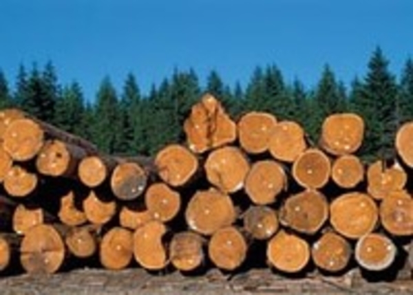 Кругляка и пиломатериалов на экспорт покупка больших объемов