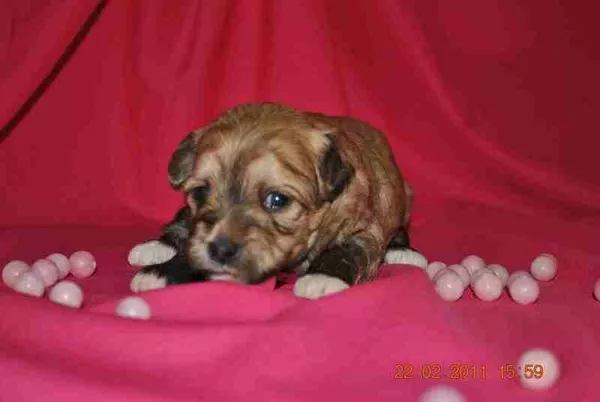 Продам Китайская хохлатая собака