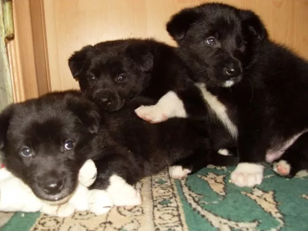 Спасите щеночков !!!!!!