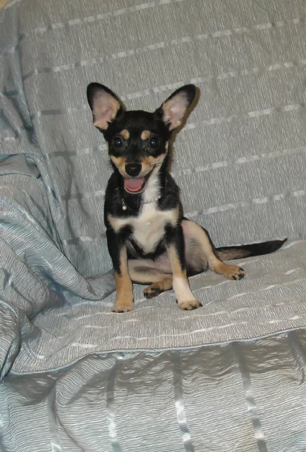 Девочка Чихуахуа с документами, 2700 грн.