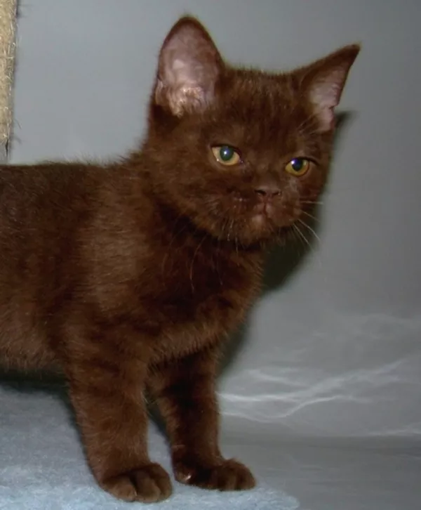 Британский шоколадный кот,  носитель окраса циннамон. 