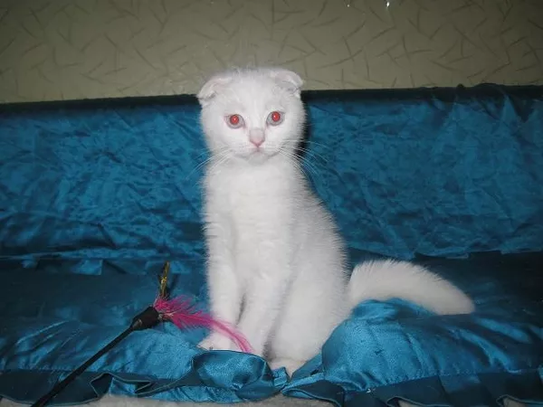 Шотландские вислоухие котята,  черный мрамор на серебре и бел 2
