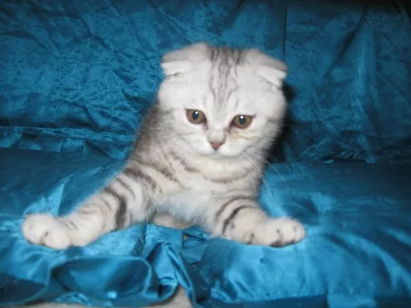 Шотландские вислоухие котята,  черный мрамор на серебре и бел 3