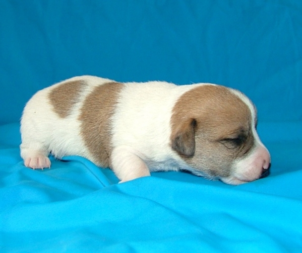 Bohema Artic -элдитные гладкие щенки от Чемпионов шоу