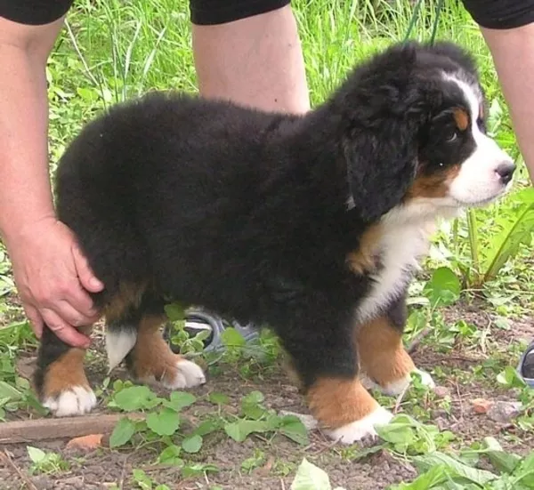 Spirit Dream-Бернский зенненхунд щенки от Чемпионов, помощь с доставко