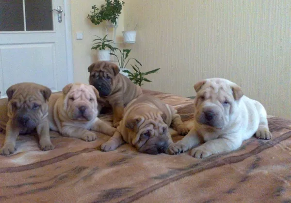 ПРОДАМ ЩЕНКОВ ПОРОДЫ ШАР-ПЕЙ!