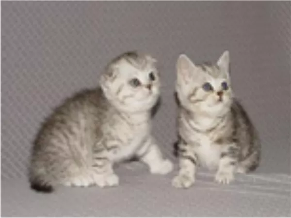скоттиш фолд котята