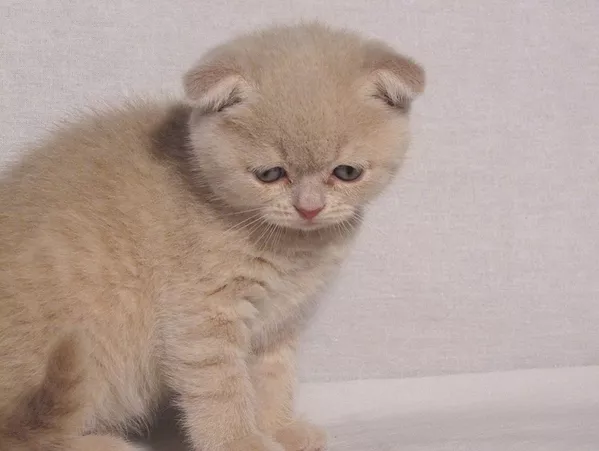 Элитная шотландская кошечка