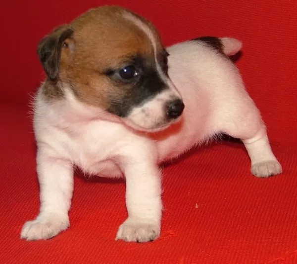 Джек рассел-элитные гладкие щенки шоу класса