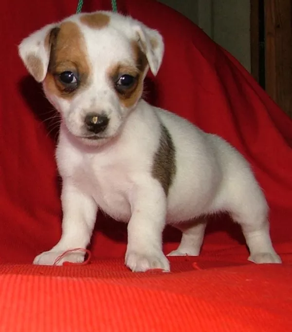 Элитные Джек расселы Украины-ЩЕНКИ- питомник Богема Артик