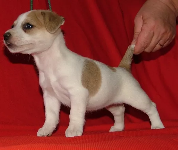 Элитные Джек расселы Украины-щенки шоу класса !