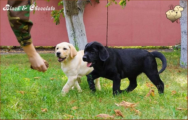 Щенки лабрадора.Возможна доставка.