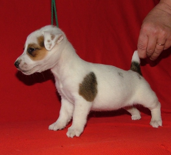 Джек рассел терьер-гладкие щенки Первый питомник Украины