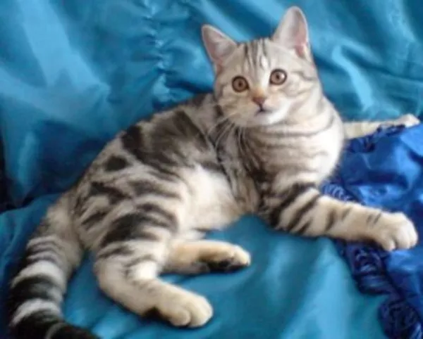 Котенок черный мрамор на серебре ВИСКАС