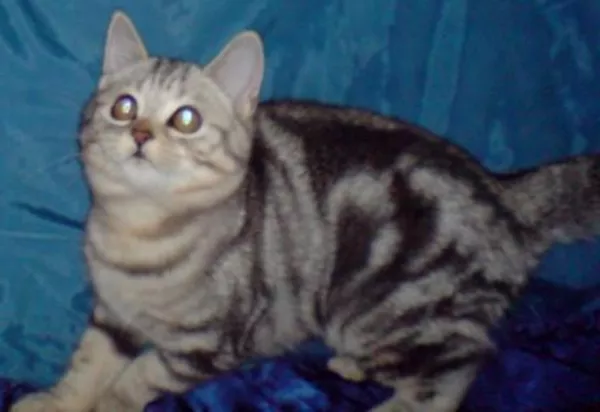 Котенок черный мрамор на серебре ВИСКАС 7