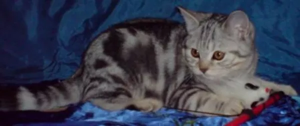 Котенок черный мрамор на серебре ВИСКАС 8