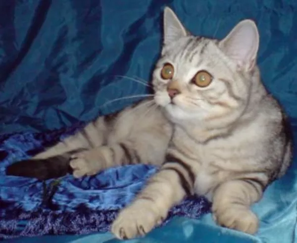 Котенок черный мрамор на серебре ВИСКАС 6