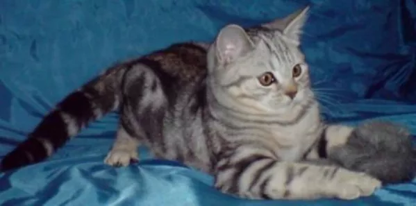 Котенок черный мрамор на серебре ВИСКАС 5