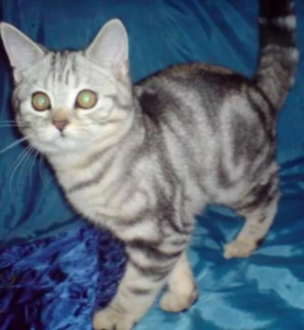 Котенок черный мрамор на серебре ВИСКАС 4