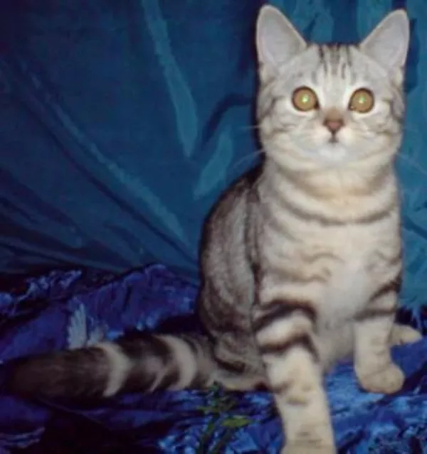 Котенок черный мрамор на серебре ВИСКАС 3