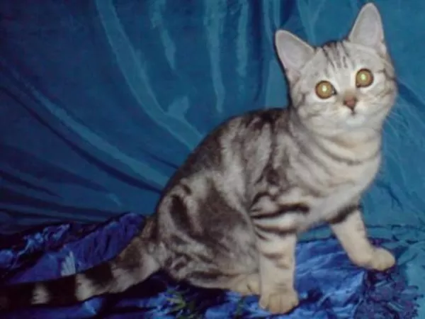 Котенок черный мрамор на серебре ВИСКАС 2