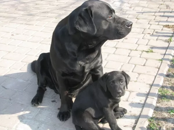 Щенки лабрадора ретривера