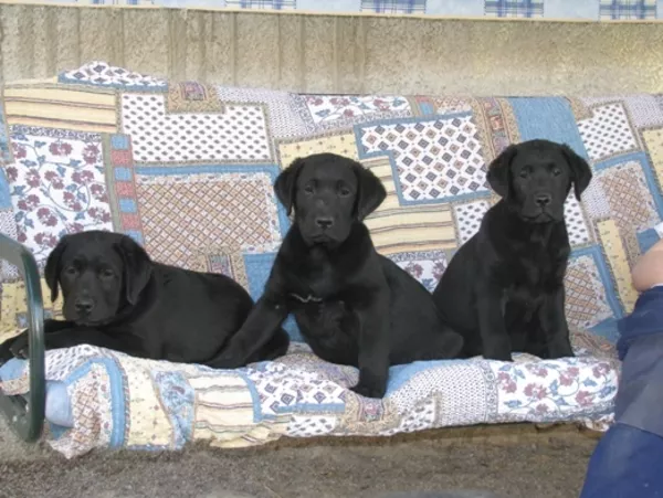 Щенки лабрадора ретривера 2