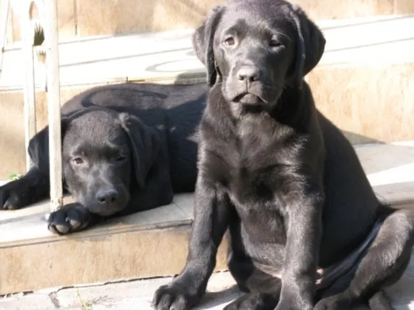 Щенки лабрадора ретривера 3