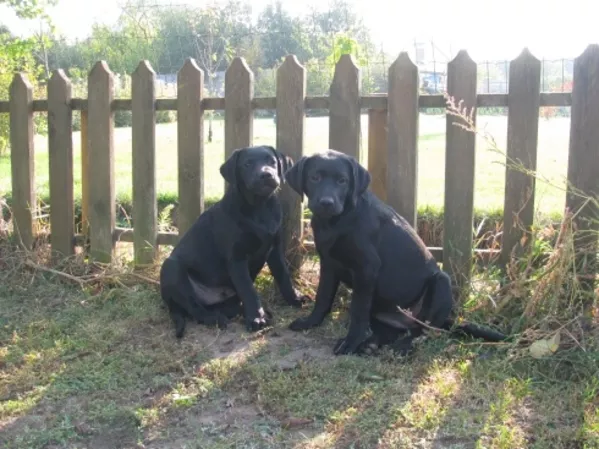 Щенки лабрадора ретривера 4