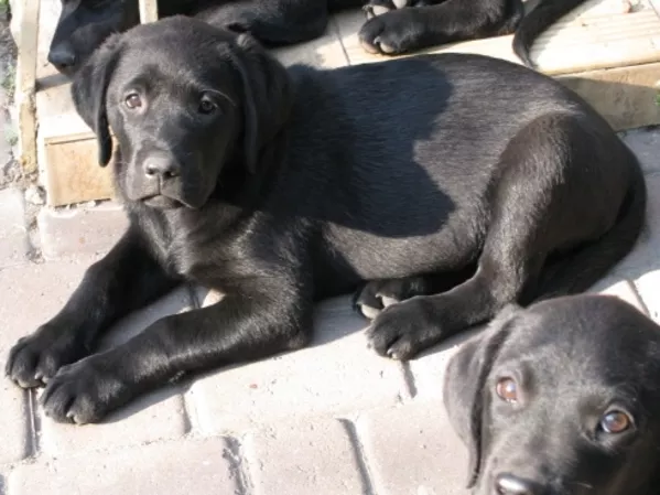 Щенки лабрадора ретривера 5