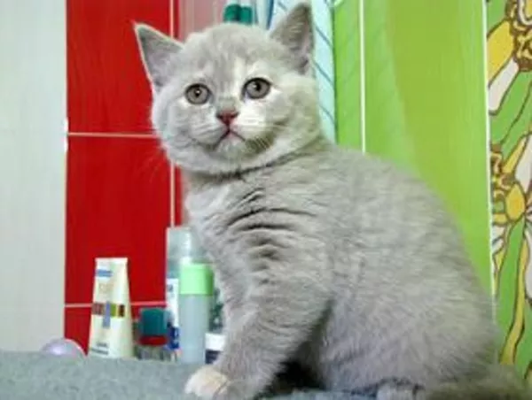 Шотландские плюшевые котятки