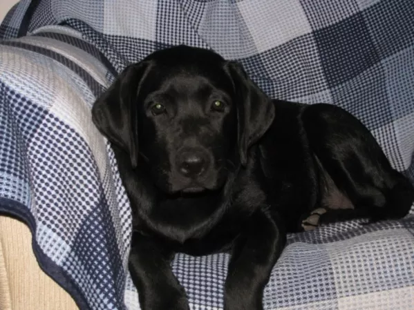 Лабрадор * Щенки* Собака* 2