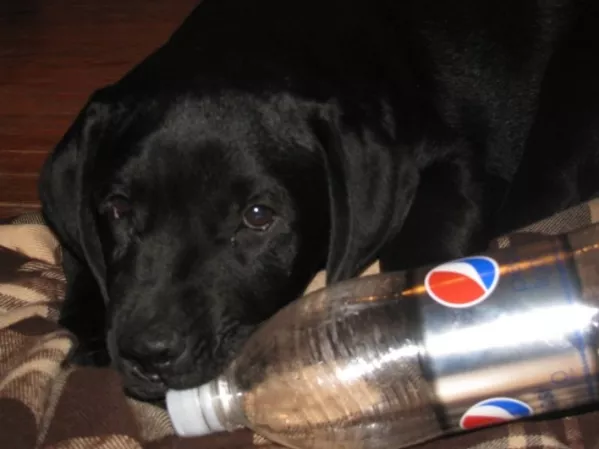 Лабрадор * Щенки* Собака* 3