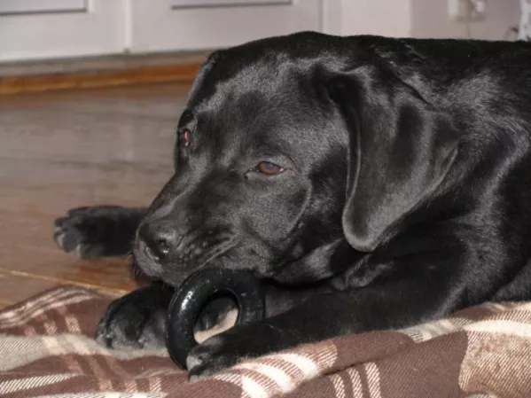 Лабрадор * Щенки* Собака* 4